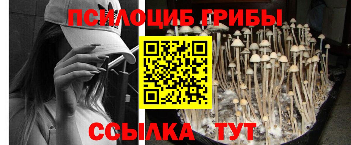 Галлюциногенные грибы прущие грибы Норильск